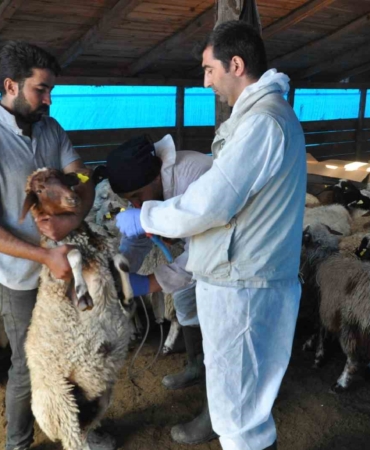 Kars’ta Küçükbaş Hayvanlar Kayıt Altına Alınıyor