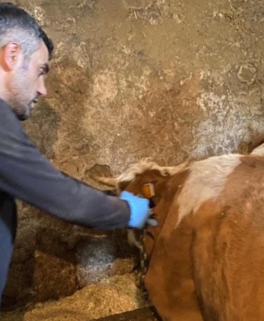 Şap Aşılamaları Hamur’da Devam Ediyor!