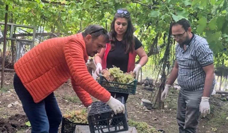 Muğla’da Yasaklı Pestisit Üzümde Tespit Edildi!