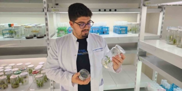 CRISPR ile Yüksek Antioksidanlı Domates Geliştiriliyor