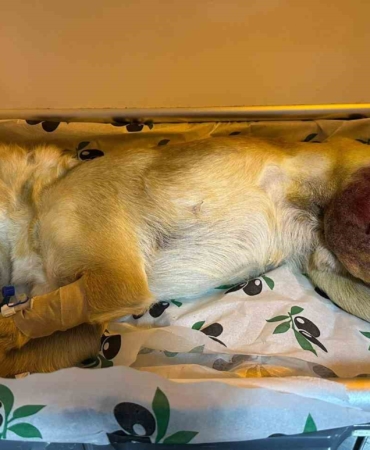 Kaza Geçiren Köpek ‘Şans’ Ameliyatla İyileşti