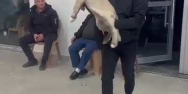 Düğünde 100 Bin TL’lik Çoban Köpeği Şoku!