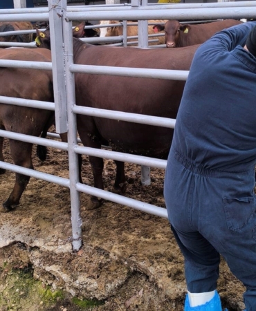Kütahya’da İthal Gebe Düveler Sağlık Kontrolünden Geçti
