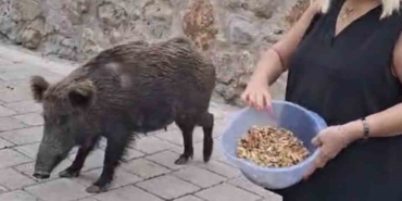 Yaban Domuzu ile Bayram Keyfi: Soyman’ın O Anları