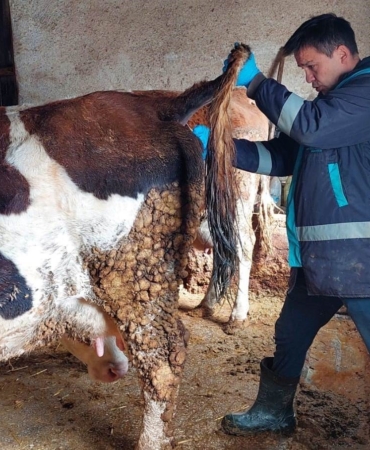 Hasanlar Köyü’nde Şap Aşısı Etkinliği Değerlendi