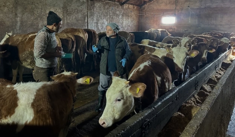 Aydıntepe’de Büyükbaş Hayvanlara Şap Aşısı Yapıldı