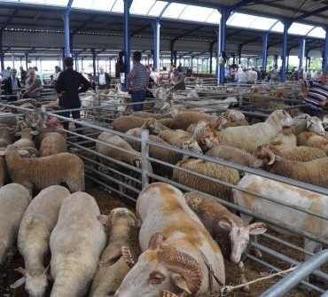 Balıkesir’de Hayvan Pazarları Kapatıldı!