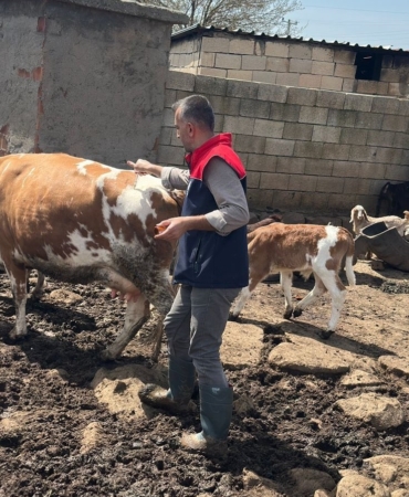Cizre’de Hayvancılığa Güçlü Destek: Aşılama Devam Ediyor!