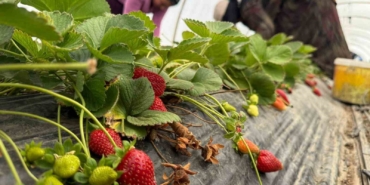Tarla ile market rafları arasındaki farka üretici bile inanamıyor