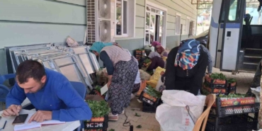 Sarıgöl’de taze bağ yaprağı mesaisi başladı