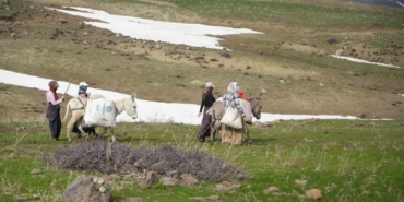 Muş’ta çiriş otu köylülerin geçim kaynağı oldu