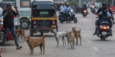 Sokak Köpekleri Sorunu: 2024’te 3,7 Milyon Isırma!