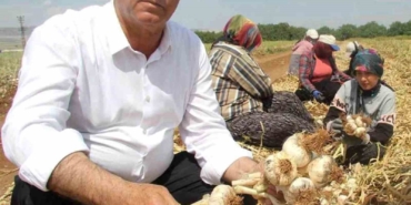Sağlam ve Altun, Araban sarımsağının gelişimini inceledi