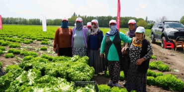 Iğdır’da sezonun ilk hasadı marulla başladı