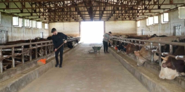 Muş’tan batı illerine 50 bin kurbanlık hayvan sevk edilecek