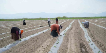 Muş’ta aromasıyla öne çıkan karpuzun ekimine başlandı