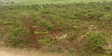 Komşu illerde aşırı yağışlar nedeniyle Siirt fıstığında rekolte ve talebin artması bekleniyor