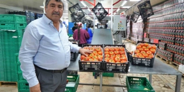 Domateste üretim planlaması fiyat dengesinin anahtarı