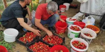 Organik çilek üreticileri pazar için destek bekliyor
