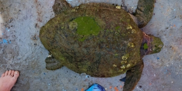Yaralı Caretta Caretta İçin Seferberlik Başlatıldı!