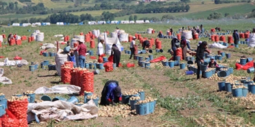 Amasya’da soğan hasadı başladı: Tarlada kilosu 12-25 TL arasında